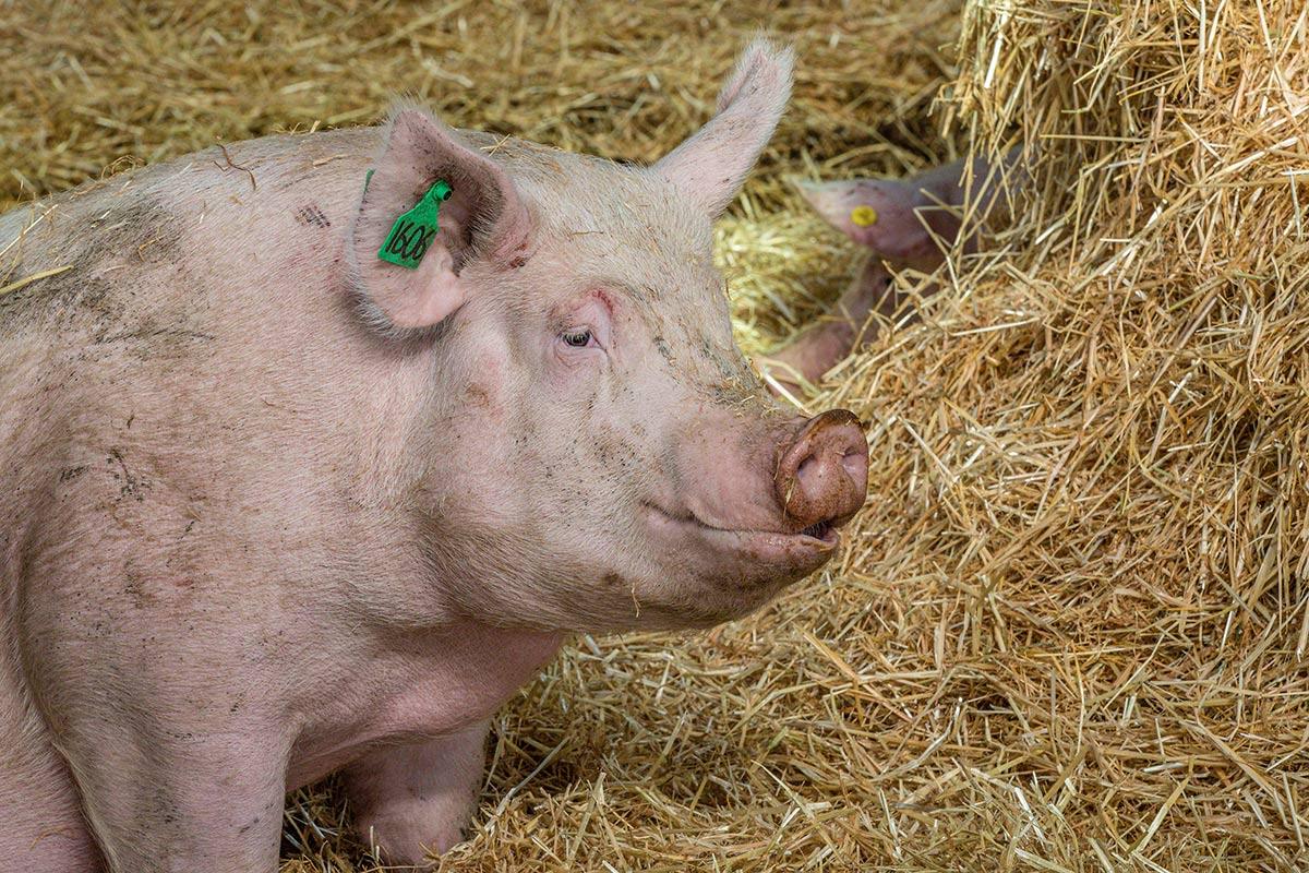 A pig in the barn at Rawhiti Farm