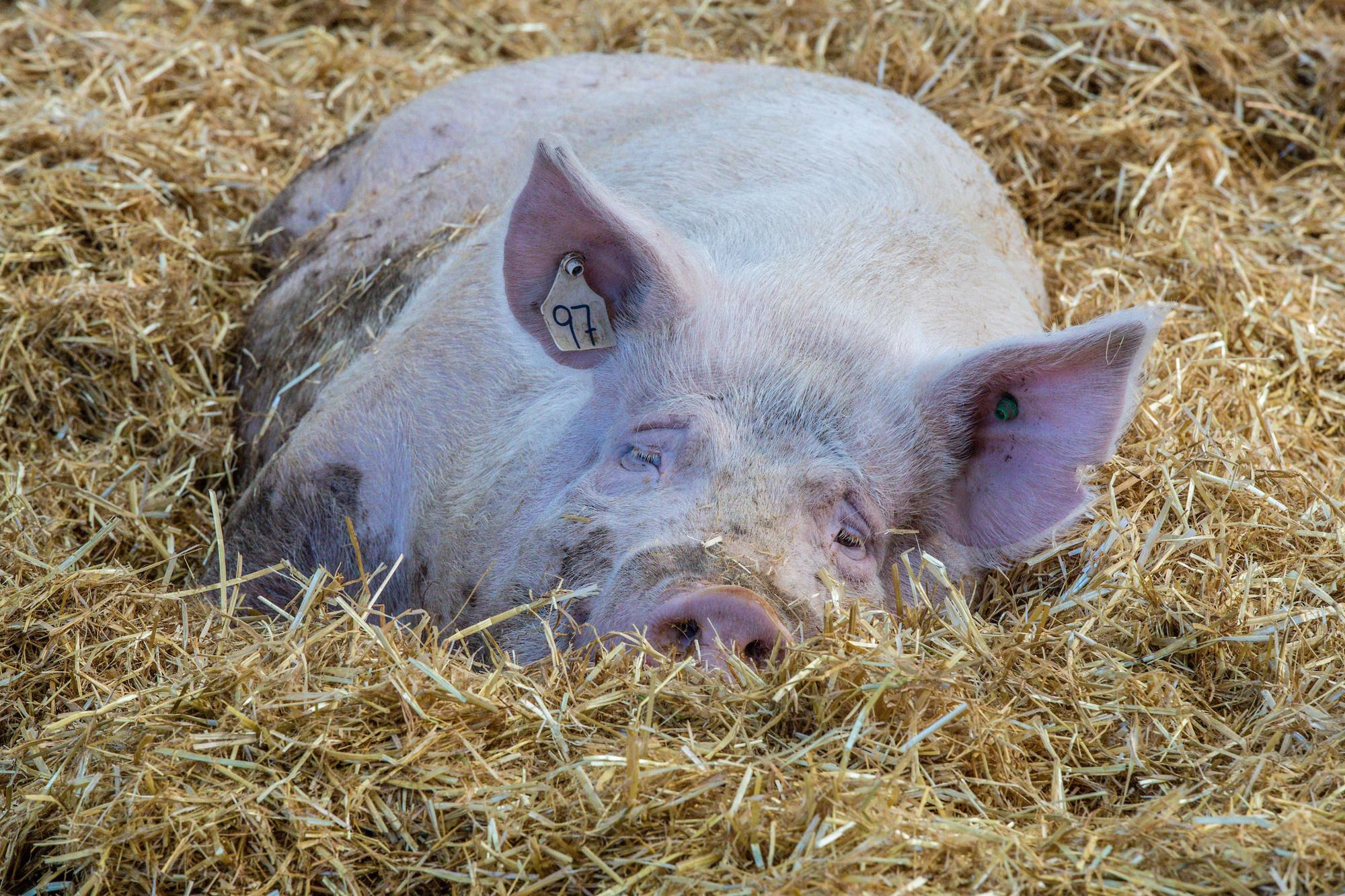 A pig at Rawhiti Farm