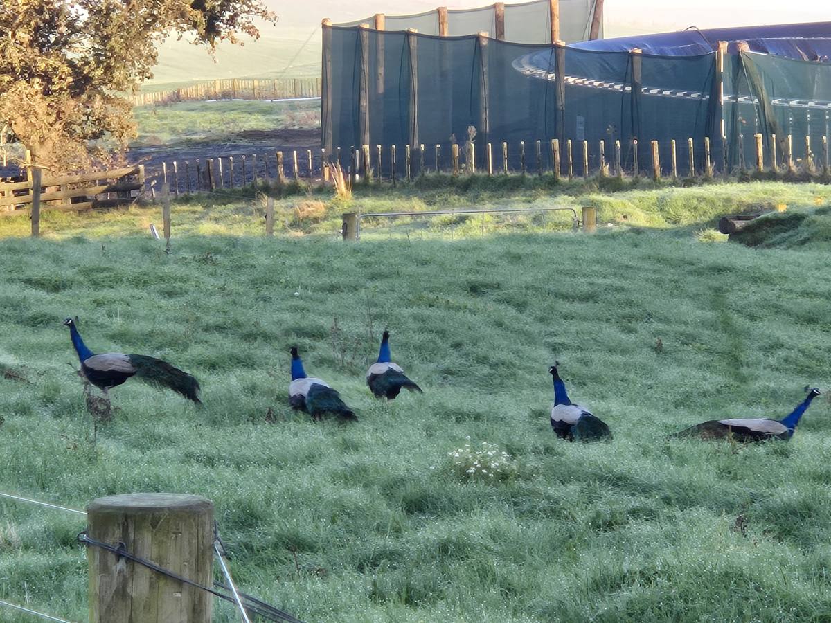 Waterfowl on green pasture near a Rawhiti waterway