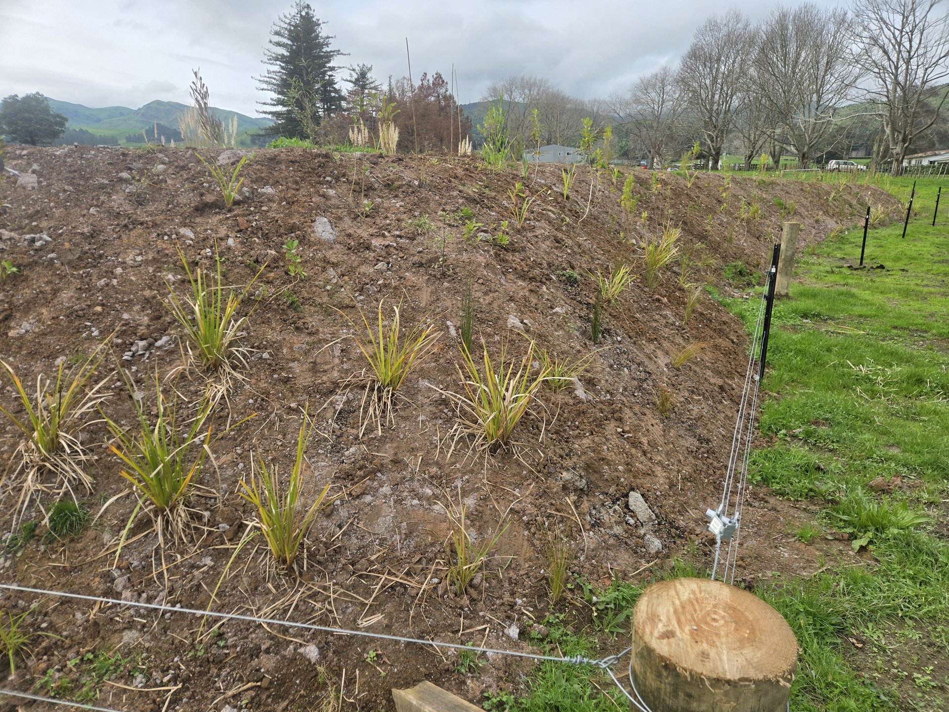Freshly planted natives on the effluent bladder embankment