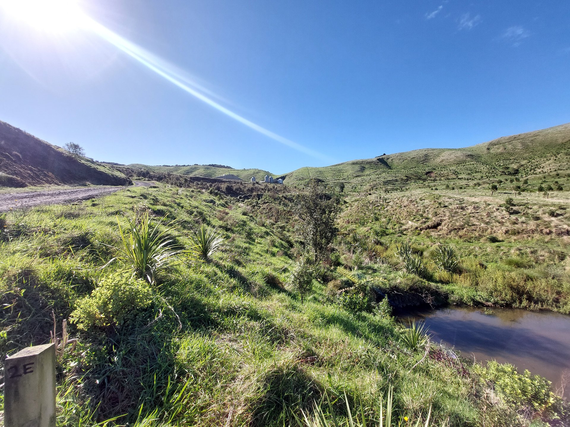 Native plantings along a gully stream at Rawhiti