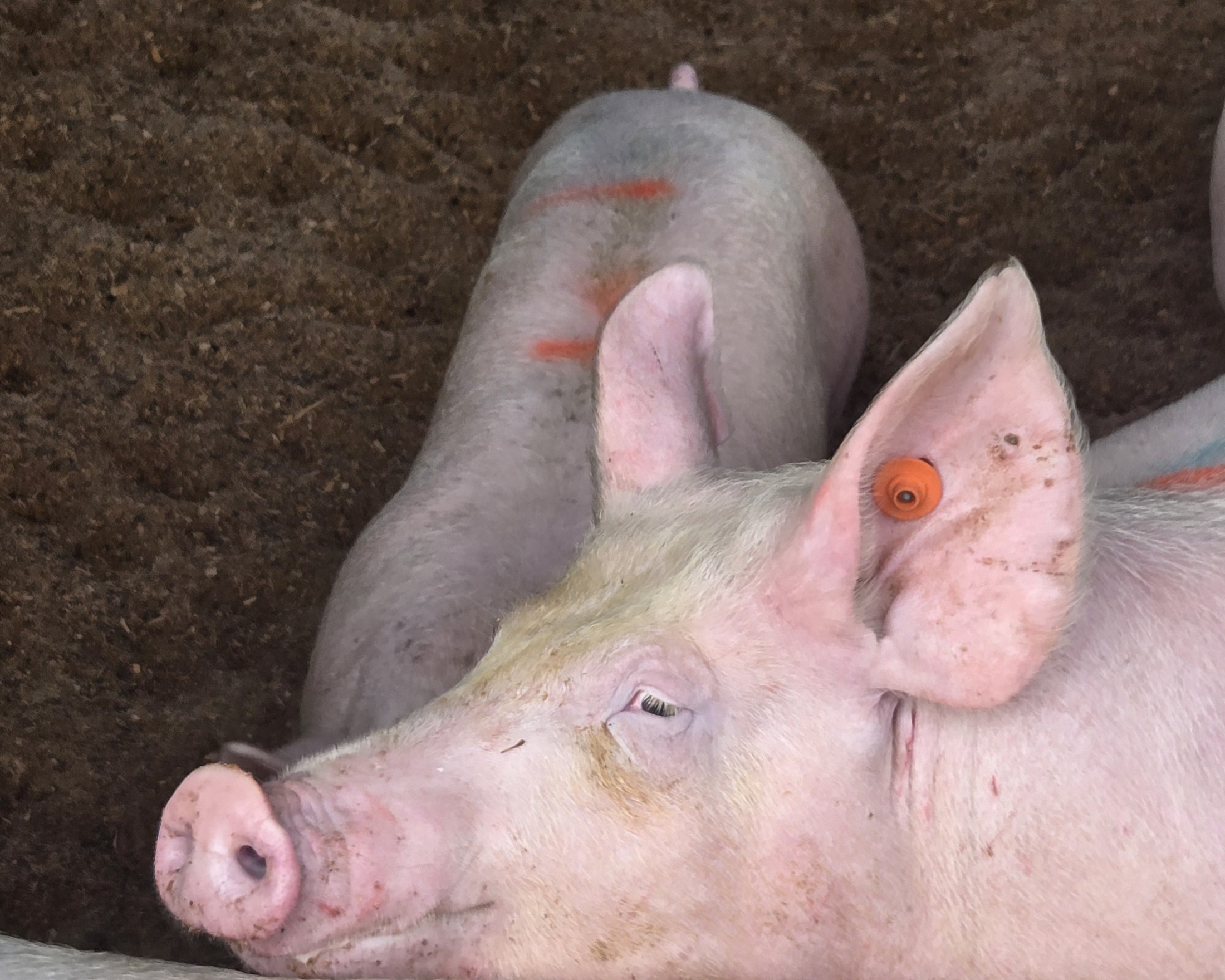 Close-up of a pig in the Rawhiti sheds