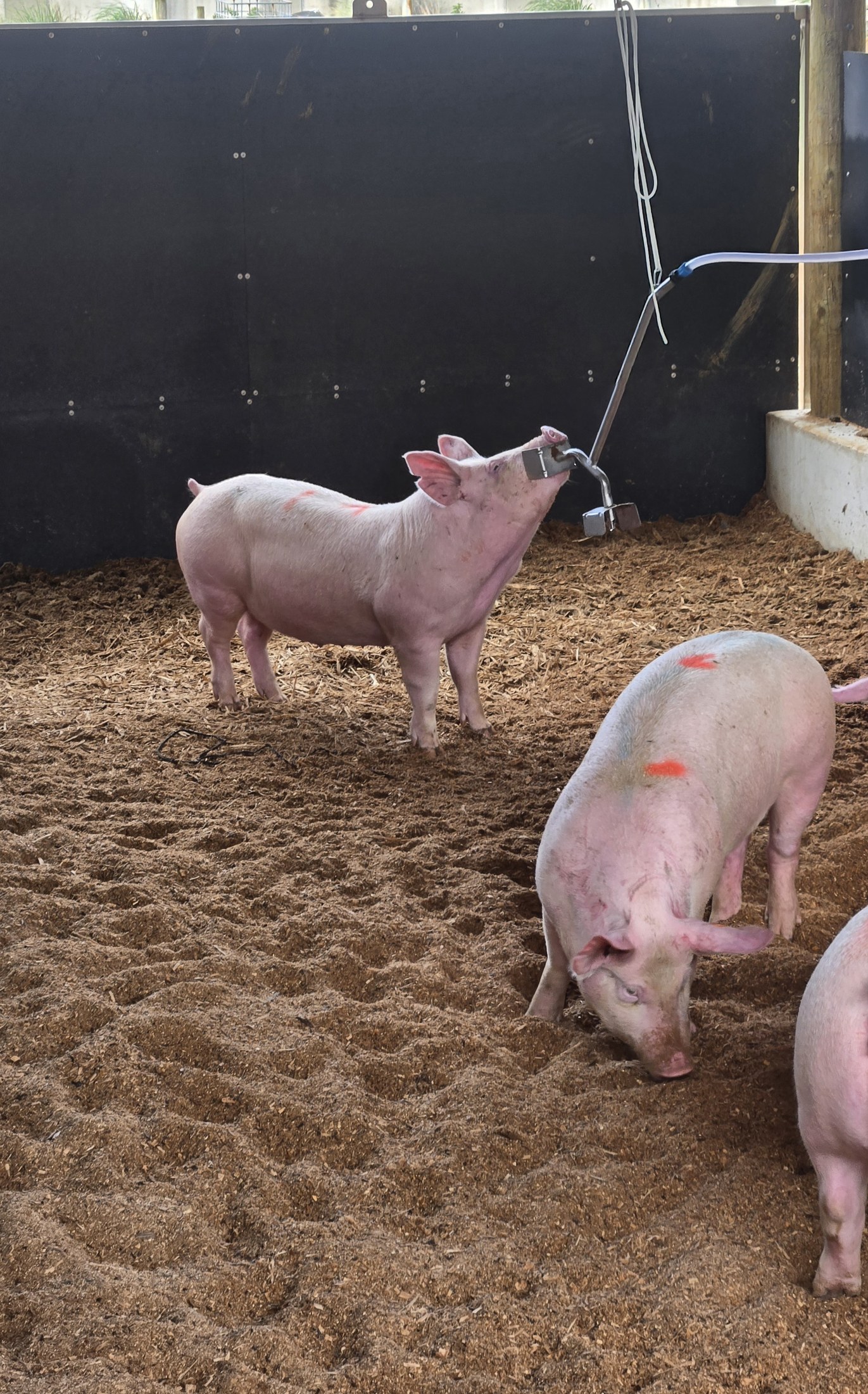 A pig drinking from a water dispenser in the shed