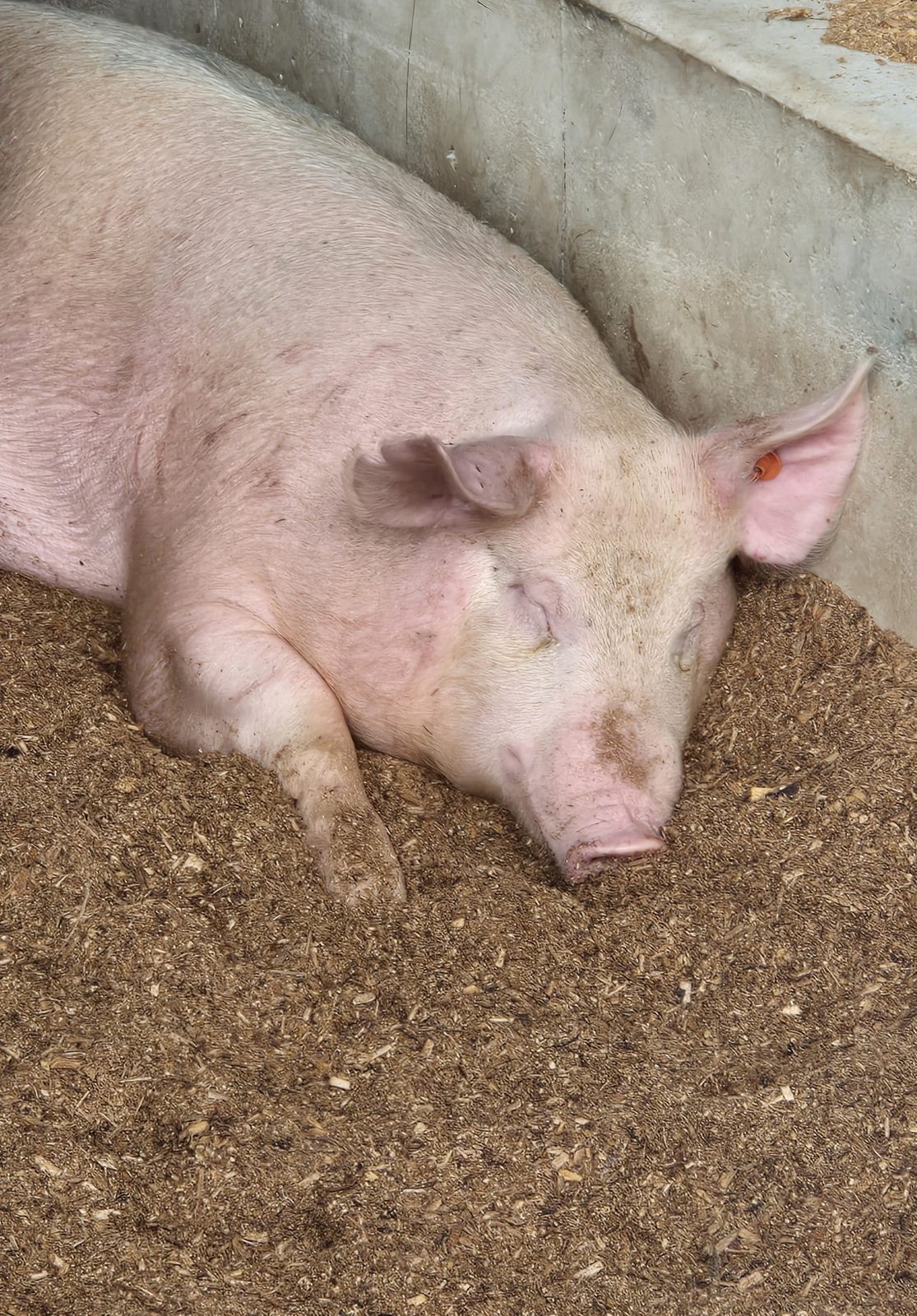 A pig sleeping in fresh bedding at Rawhiti