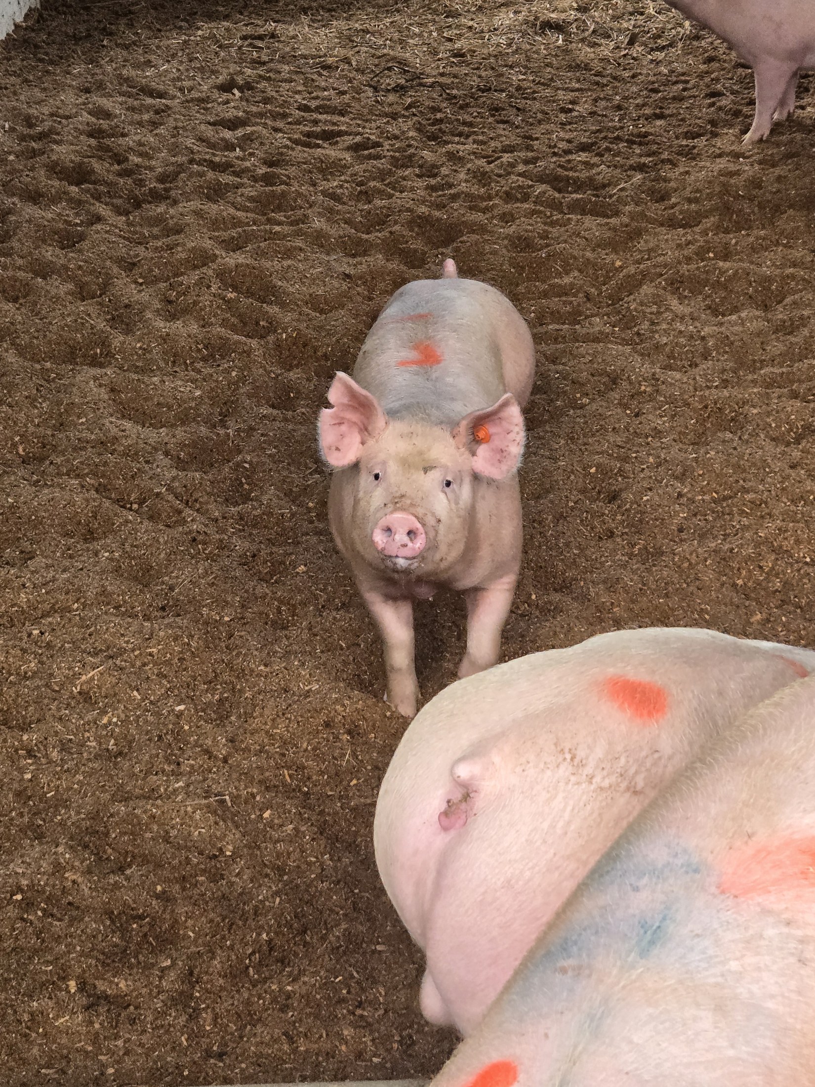 A piglet looking up at the camera in the shed