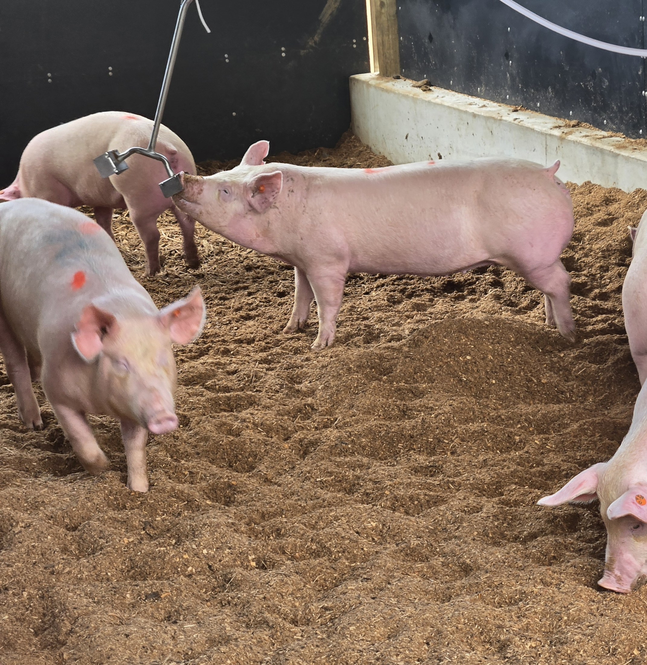Pigs gathered around a water dispenser in the shed