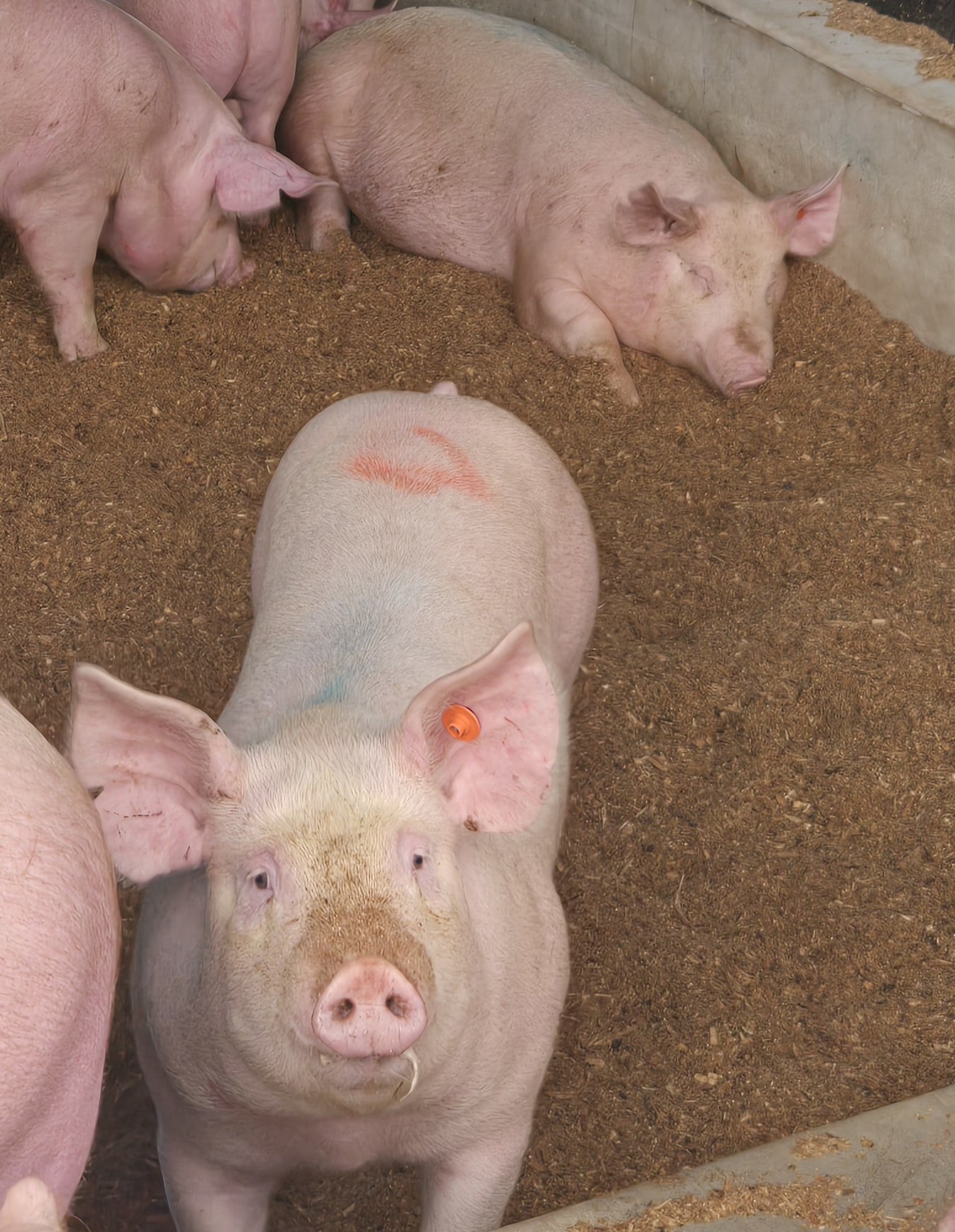 Pigs on fresh bedding in the Rawhiti sheds, seen from above