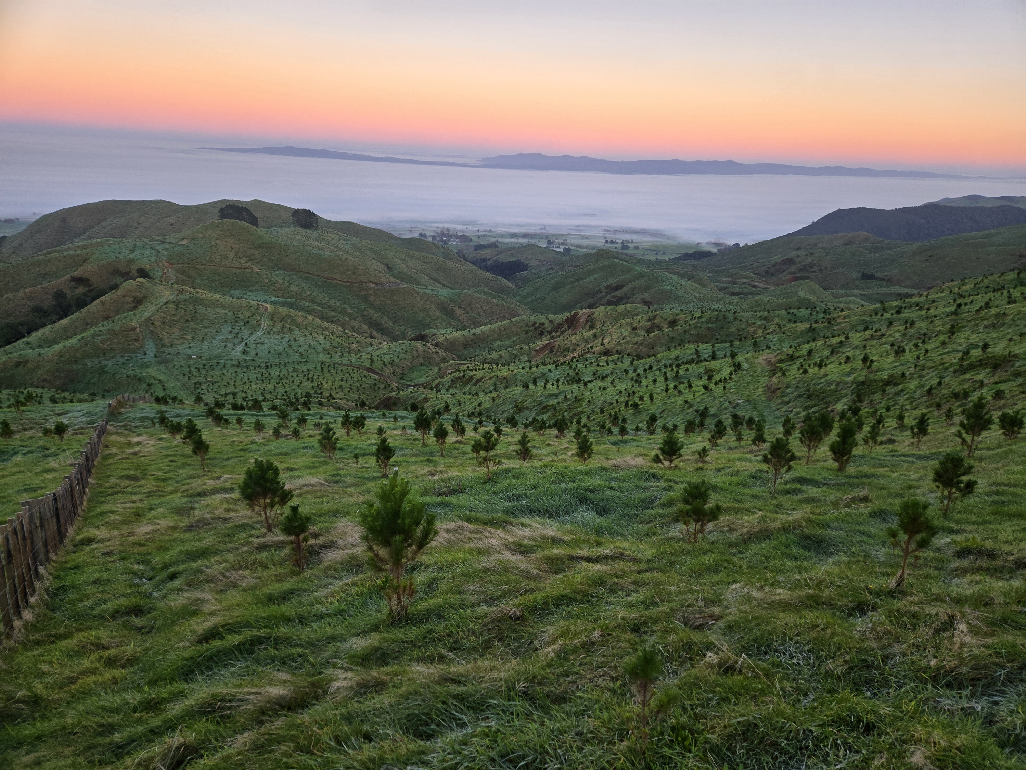 Young native plantings across the Rawhiti hill country at dusk