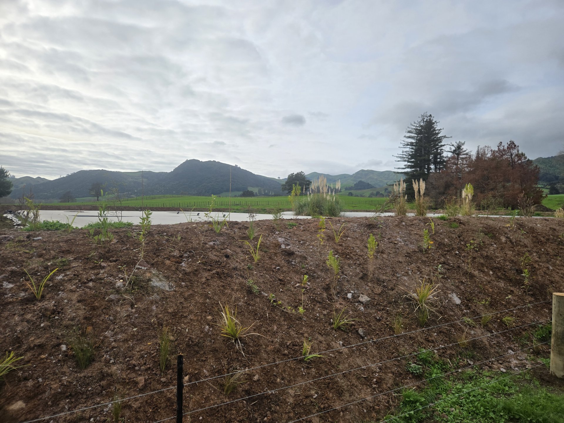 Native planting on a freshly formed embankment at Rawhiti