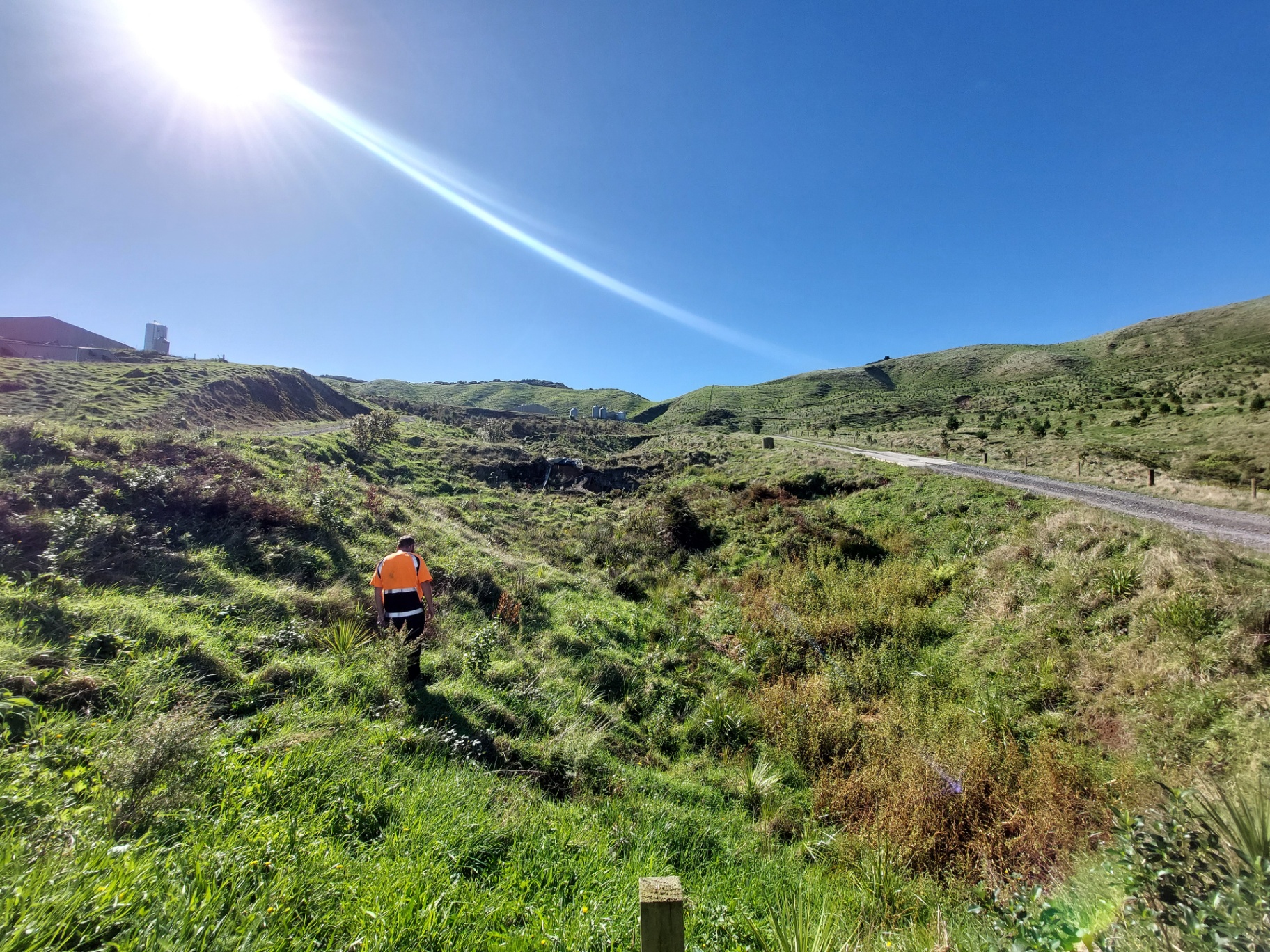 The same hillside after native planting: flax, grasses and young natives established