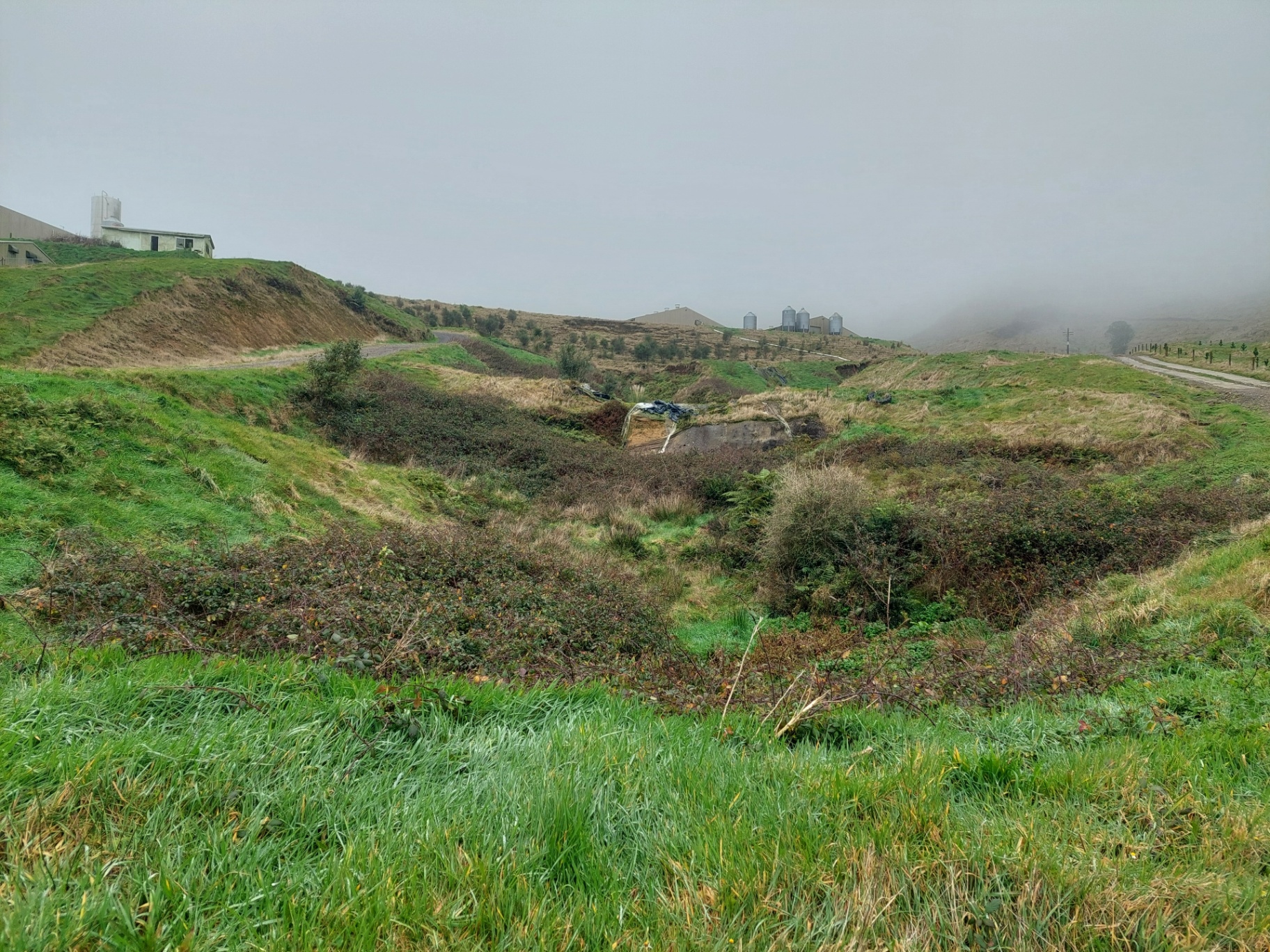 The gully before native planting in 2024, overgrown with weeds and bare slopes