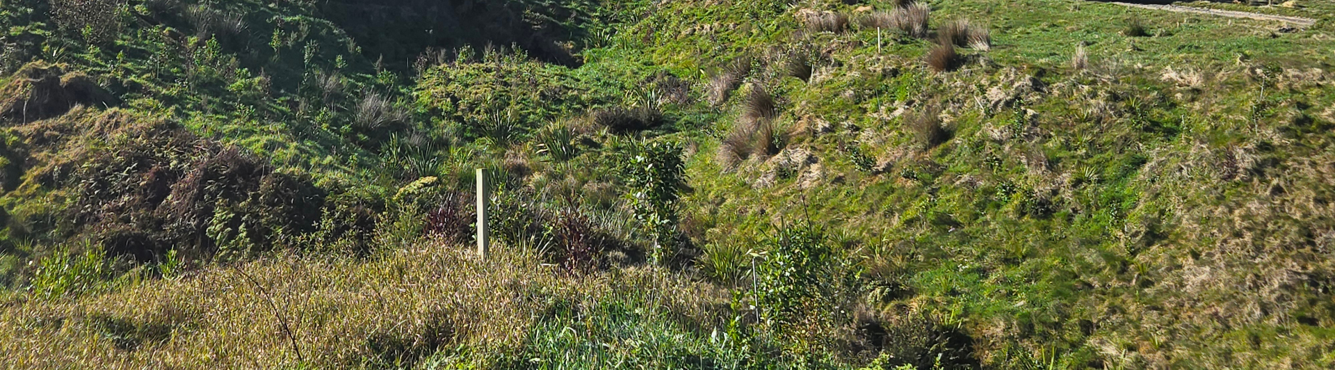 Riparian planting completed by Ngāti Tumutumu